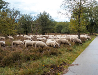flock of sheep grazing on the veluwe