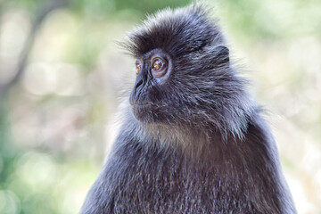 Schwarzweißer Mützenlangur in Borneo