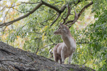 Fallow deer in the wild forest (Dama dama)