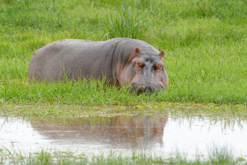 Hippopotamus (Hippopotamus amphibius) in reeds from lakeshore, with reflection, Amboseli national park, Kenya.