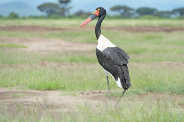 Saddle-billed stork (Ephippiorhynchus senegalensis) standing on savanna, Amboseli national park, Kenya.