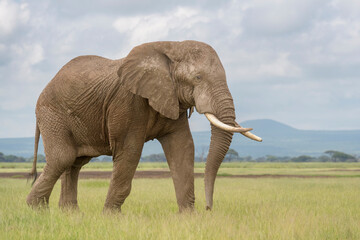 Naklejka na ściany i meble African elephant (Loxodonta africana) bull walking on savanna, Amboseli national park, Kenya.