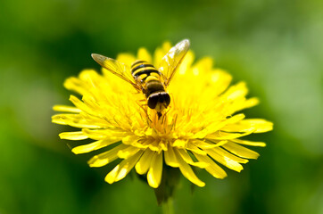 bee on flower