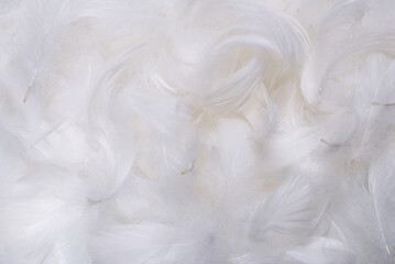 White  soft feathers background.