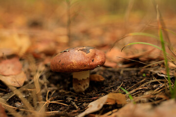 Mushroom oiler in a forest
