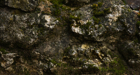 lichen on stone