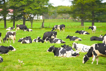 北海道、標津郡「中標津町」近辺で放牧されている牛