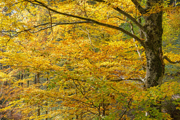 Fototapeta premium Herbstwald bei Hintergoldingen, Kanton St. Gallen, Schweiz
