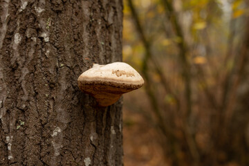 Oyster Mushrooms On A Tree Trunk