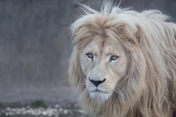 Terrible white lion is looking at the camera. Panthera leo with white thick mane.
