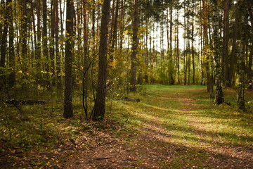 Fototapeta premium path in the forest