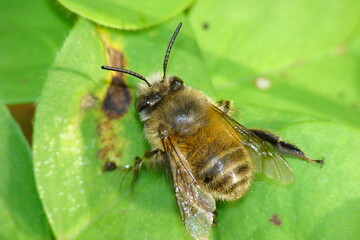 Bee (Anthophora plumipes)