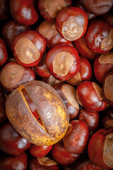 autumn still life with horse chestnuts on wooden background