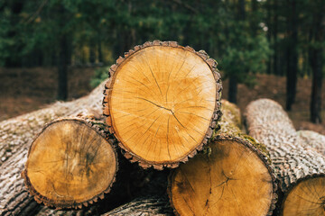 Commercial timber log in the wood