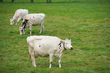 北海道、標津郡「中標津町」近辺で放牧されている牛