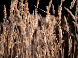 Obraz premium Grass wheat field