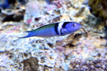 水中を泳ぐブルーヘッドラス