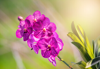 Orchid, Vanda sanderiana, considered
