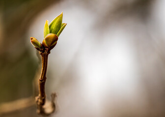 spring plant buds