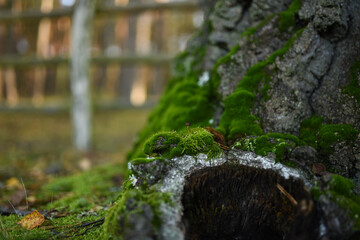 moss on the stone