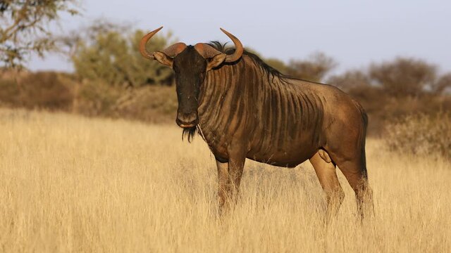 A blue wildebeest (Connochaetes taurinus) standing in grassland, Mokala National Park, South Africa