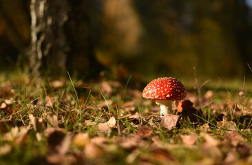amanita muscaria fly mushroom