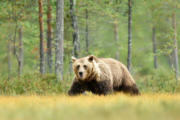 Big male brown bear forest in the background