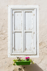 Green planter with pink flowers under a window with closed white wooden shutters