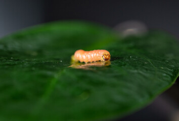 orange larva on leaf. Slow motion. The caterpillar crawls on a juicy green leaf on a Sunny day