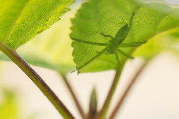 The micromata (Micrommata virescens) on a leaf of Gortensia. Spider belongs to the family of spiders-sparassid (Sparassidae)