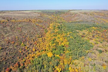 autumn colorful forest in the steppe top view shooting drone