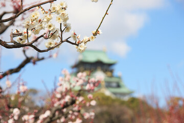 大阪城と梅