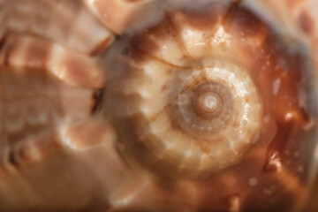 Abstract background, natural texture. Seashell close-up, small depth of field, selective focus.