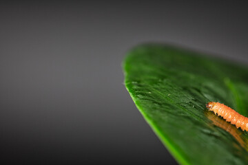orange larva on leaf. Slow motion. The caterpillar crawls on a juicy green leaf on a Sunny day