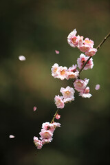 花びら舞う梅の花