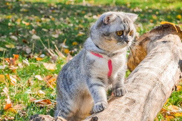 beautiful fluffy cat walks in the autumn forest with a collar. cat sitting on a tree.