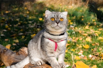 Naklejka na ściany i meble beautiful fluffy cat walks in the autumn forest with a collar. cat sitting on a tree.