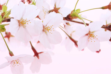 Obraz premium ソメイヨシノ