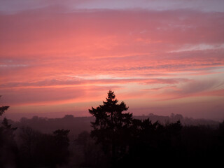 Sunset Trees
