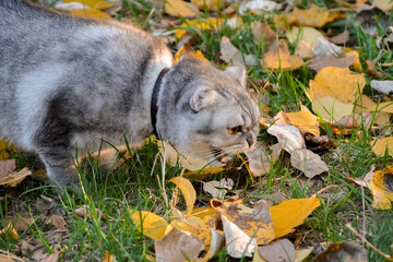 angry gray tabby cat hisses. cat walks on the grass with yellow leaves, autumn day.
