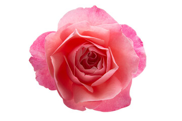 pink rose flower isolated