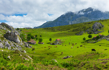 Fototapeta na wymiar Majada de Belbín, Picos de Europa National Park, Asturias, Spain, Europe
