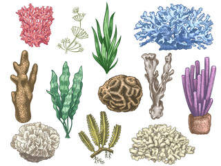 Hand drawn seaweeds and corals. Sea reef and aquarium underwater plants. Kelp, algae marine weeds vintage colored style isolated vector set. Illustration coral reef sea, seaweed marine © Tartila