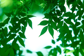 新緑の葉っぱ