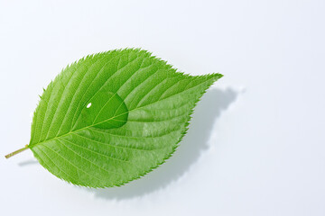 水に浮かぶ新緑の葉っぱ