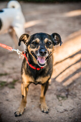 Adopted puppies enjoy an incredible summer in the city of Spain. The beach, the sun and the breeze are the perfect idea to take a walk.