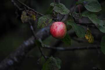 apple on tree