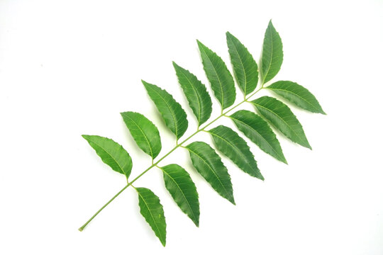 Medicinal neem leaf isolated on white background. Green leaf in South East Asia. Azadirachta indica var. siamensis valeton. 