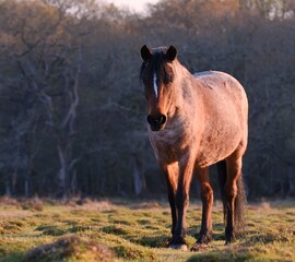 Horse grazingin at beautiful sunset
