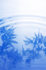 水面に映る楓の葉